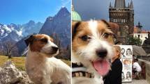 Intip Yuk ! Foto Liburan Monk, Seekor Anjing yang Bekeliling ke 22 Negara