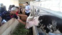 Kerbau Belang asal Toraja yang mulai langka, coba dikembangbiakkan di Kawasan Inagro