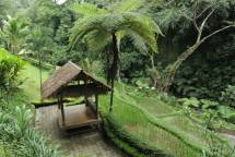 Menilik Desa Wisata Taro, Surga Tersembunyi di Gianyar Pemenang BCA Desa Wisata Award