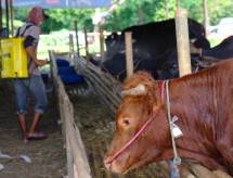 Sambut Idul Adha, Wilmar Distribusikan Bantuan Hewan Kurban 