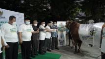 KemenKopUKM Serahkan Hewan Kurban Sapi Seberat Ratusan Kilogram Melalui Baznas