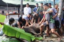 Prajurit Menart 3 Marinir 3 Sorong Papua Laksanakan Kurban