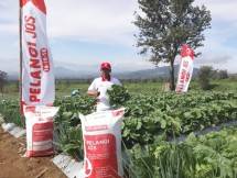 Berkat NPK Pelangi JOS, Produktivitas Sawi Putih di Cianjur Naik 49 Persen