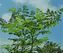 daun kelor
