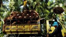Perancis Hapus Pajak Progresif, CPO Dalam Negeri Naik