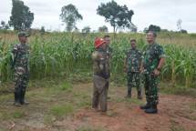 Danrem 174 Merauke Tinjau Lahan Tanaman Jagung Percontohan Program Korem 174 ATW