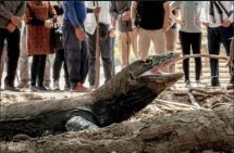 Harga Tiketnya Sama, Sandiaga Uno: Wisatawan Bisa Lihat Komodo di Pulau Rinca