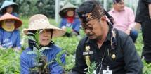 Mentan SYL bersama petani menanam benih
