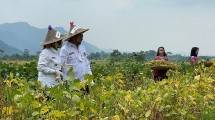 Mentan SYL saat di tanaman Kedelai bersama Petani