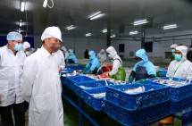 Presiden Jokowi saat meninjau unit pengolahan ikan di PT Samudera Indo Sejahtera, Kota Tual, Rabu (14/09/2022). (Foto: BPMI Setpres/Muchlis Jr) 