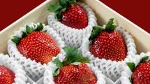 Hyoshii Farm Bantu Petani Indonesia Optimalkan Panen dan Penjualan Stroberi Premium dari Kebun Lokal 