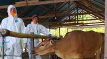 Tim kesehatan memeriksa Sapi milik peternak 