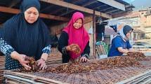 Aktifitas penjemuran tembakau (Foto: Ridwan/Industry.co.id)