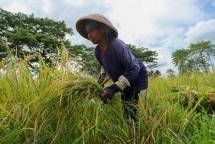 Beras Srinuk, Produk Pertanian Lokal yang Dipopulerkan Ganjar/ foto: jatengprov.go.id