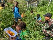 Satgas Yonif 126 KC Ajak Anak-Anak Panen dan Bagikan Hasil Panen