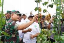 KASAD Jenderal TNI Dudung Abdurachman Resmikan Lahan Pertanian Terpadu Seluas 43 hektar 