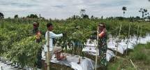 Babinsa Koramil 1710-07 Mapurujaya Bersama Petani Laksanakan Pengolahan Lahan Sawah