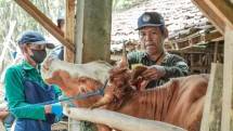 Peternak Sapi di Yogyakarta