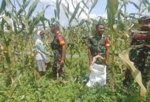 Babinsa Koramil 1710-02 Timika Membantu Petani Merawat Lahan Jagung 