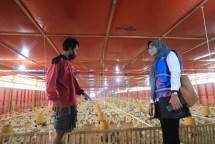 Listrik Hadir di Sektor Pertanian, 193.058 Petani dan Peternakan Rasakan Manfaatnya