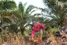Guna Benahi Tata Kelola Sawit, Petani Kelapa Sawit Siap Penuhi Persyaratan EUDR