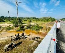 Presiden Jokowi Tekankan Pembangunan Infrastruktur Harus Ramah Lingkungan 
