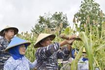Danlantamal IX Pelopori Panen Raya Sorgum Pertama Kalinya di Maluku