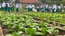 SMP Islam Alsyukro Universal Gulirkan Urban Farming, Lahirkan Jiwa Enterpreneurship