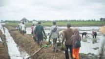 Petani menanam Padi di Lahan Food Estate