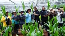Mentan di budidaya Nursery Kelapa Genjah