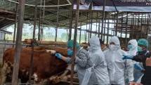 Proses vaksinasi oleh petugas