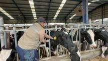 Petugas memberikan vaksin kepada hewan Sapi