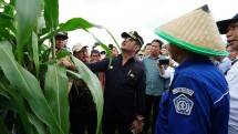 Tanam Sorgum di Konawe Selatan, Mentan SYL Dorong Bupati dan Petani Gunakan KUR
