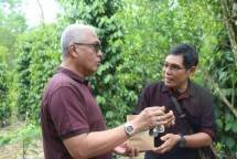 Produktivitas Meningkat, Petani Lada Belitung Semakin Melesat