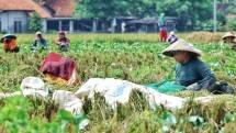 BPS: Panen Padi Kabupaten Bekasi Meningkat 3 Persen