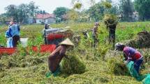 Panen Padi di Kabupaten Bekasi Melimpah, ini Pesan dan Harapan Petani