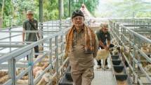 Mentan SYL di tengah peternakan Domba