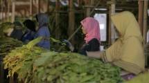 Tiga Gudang Tembakau di Pamekasan Mulai Beroperasi Pada Musim Panen Tahun Ini