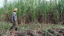 Petani di Perkebunan Tebu