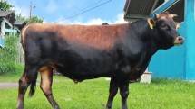 Sapi Perah Jersey