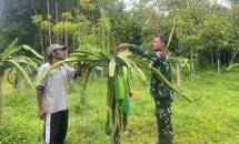 Kebun Buah Naga Milik Warga Tidak Berbuah, Satgas Yonif 143/TWEJ Hadir Berikan Solusi