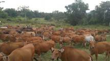 Kementan: Penyakit Jembrana di Sapi Tidak Menular ke Manusia