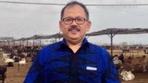 Akademisi IPB: Penyakit Jembrana pada Sapi Bali Tidak Menular ke Manusia