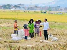 Presiden Jokowi Hampiri Petani yang Sedang Panen