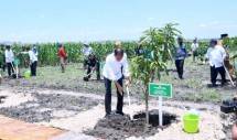 Presiden Jokowi Tanam Pohon Mangga bersama Para Petani