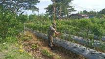 Babinsa Koramil 1710-07/Mapurujaya Tinjau Lahan Milik Kelompok Tani Binaan Dari Hasil Pemanfaatan Lahan Tidur