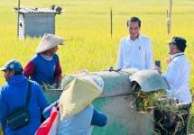 Tinjau Panen Raya di Ngawi, Presiden Jokowi: Produktivitas Tiap Daerah Berbeda