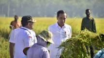 Panen Raya Ngawi, Presiden Ajak Petani Percepatan Tanam