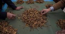 Jamur Cordyceps. (Kevin Frayer/Getty Images)