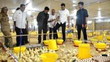 Mentan tinjau peternakan ayam